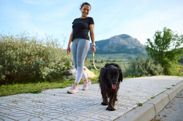 Focus on a beautiful purebred pedigree black cocker spaniel dog pet being walked on leash outdoors,...