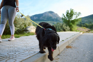 Focus on a purebred pedigree black cocker spaniel dog pet being walked on leash outdoors, against...