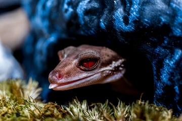 ハイナントカゲモドキ