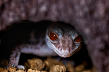 ハイナントカゲモドキ