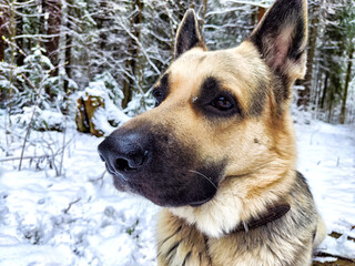 Dog German Shepherd in a winter day and white snow around. Waiting eastern European dog veo and...