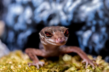 ハイナントカゲモドキ