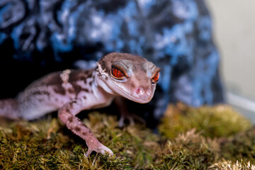 ハイナントカゲモドキ