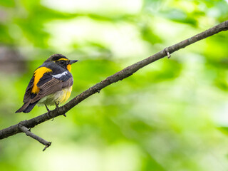 Fototapeta premium 枝にとまるキビタキ