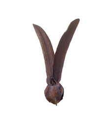 Dipterocarpus alatus Roxb Seeds isolated on white background.