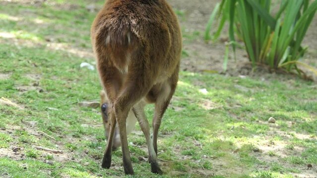 Indian muntjac (Muntiacus muntjak), also called southern red muntjac and barking deer, is a deer species native to South and Southeast Asia.