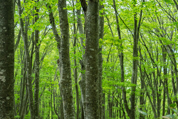 Obraz premium 岩木山のブナ森林01