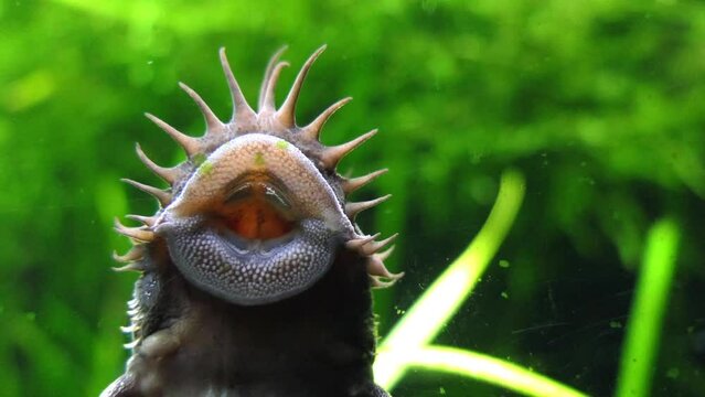 Corydoras paleatus is a species of catfish (order Siluriformes) of the family Callichthyidae. Its common names include blue leopard corydoras, mottled corydoras and peppered catfish.