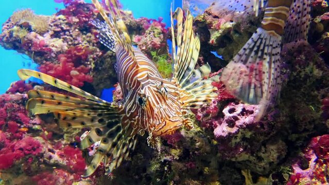 red lionfish (Pterois volitans)