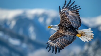 Obraz premium Side shot of an eagle in flight with clear blue skies over rugged terrain.