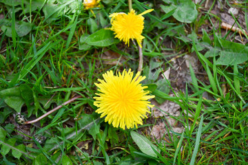 Bright and beautiful weed or flower in the wrong place? Dandelion cheering up a lawn on a spring day providing pollen for the bees and insects.  
