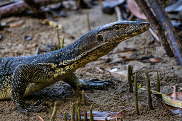 Common Water Monitor - Varanus salvator, portrait of beautiful large lizard from Asian fresh waters, Borneo, Malaysia.