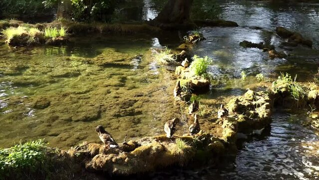 Translation focus several mallards ducks sitting on the shore of a small fast river.