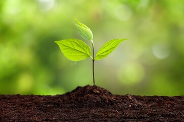 Young fresh green plant springing out of soil
