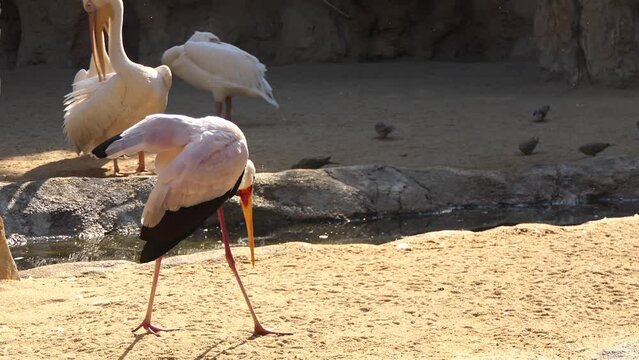 yellow-billed stork (Mycteria ibis), sometimes also called the wood stork or wood ibis, is a large African wading stork species in the family Ciconiidae. It is widespread in regions south of Sahara.