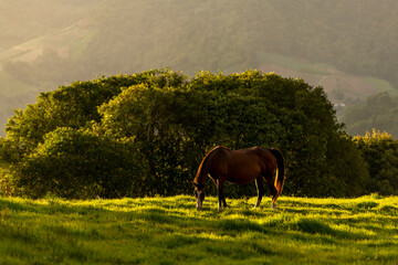 Thoroughbred horse grazing in evening light - stock photo