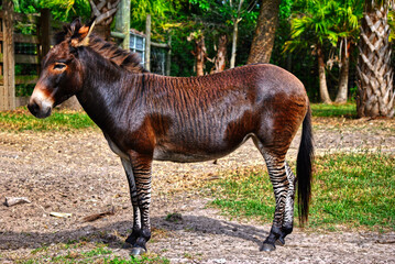 Zebroid a cross between a zebra and a donkey