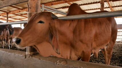 Beautiful Brahman cow At a farm in rural Thailand