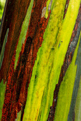 Close up of the bark of an eucalyptus tree - stock photo