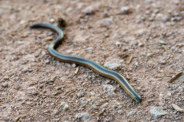Faune sauvage en Alsace : rencontre avec un orvet
