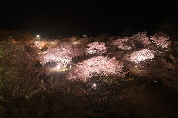 『錦帯橋と夜桜』夜サクラ　桜 ライトアップ 山口県岩国  #日本観光　Kintai Bridge 　
