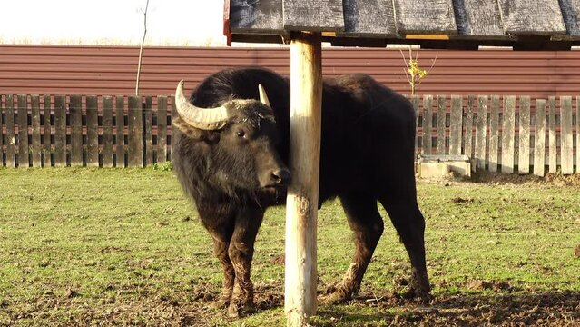 Water buffalo (Bubalus bubalis) or Asian buffalo
