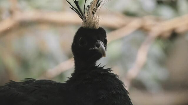 Congo peafowl (Afropavo congensis), known as the African peafowl or mbulu by the Bak&ocirc;ngo, is a species of peafowl native to the Congo Basin.