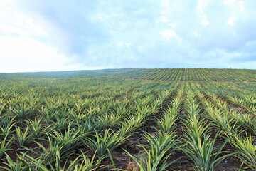 Landscape of Pineapple Plantation in Prachuap Khiri Khan Province, Thailand 