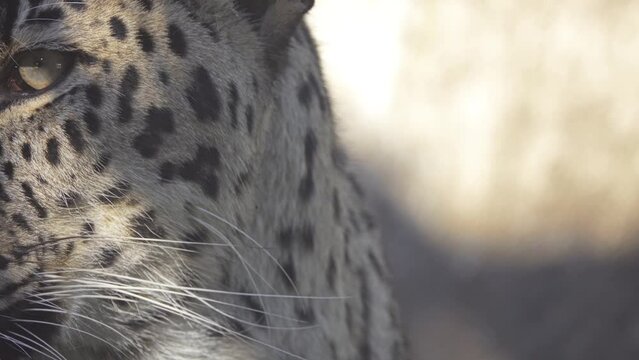 leopard (Panthera pardus) in genus Panthera