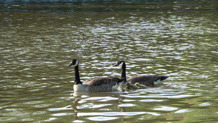 Couple de bernaches du canada avec leur petits