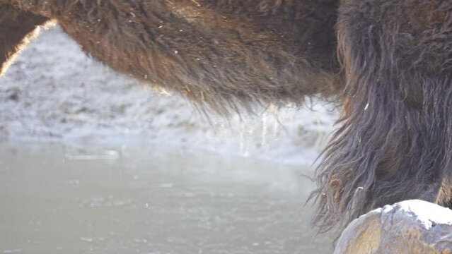 American bison or simply bison