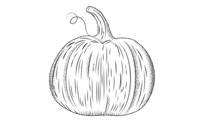 Ink sketch of pumpkin isolated on transparent background.Pumpkin in engraving style.Vegetable illustration in vintage retro woodcut etching style.Vector illustration EPS 10 editable stroke