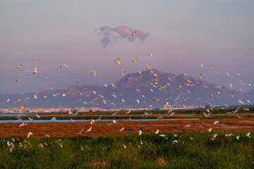 Vol de hérons au coucher du soleil