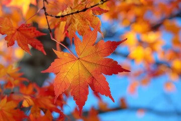 Maple Tree in Fall Foliage: Rich red and orange leaves covering the branches. 