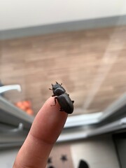 指のせクワガタ