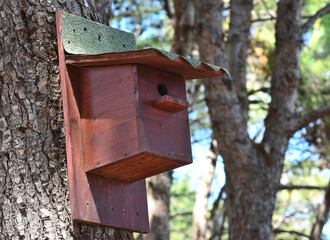 Casa per uccelli attaccata a un albero nella pineta