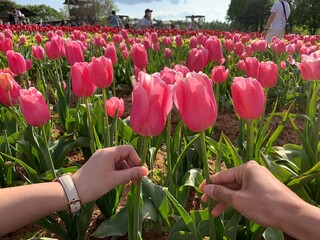 チューリップで乾杯