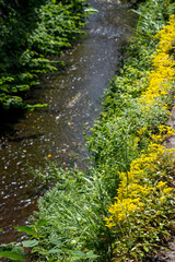 鎌倉245　朝比奈5　万年草