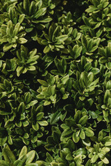 Beautiful green leaves background