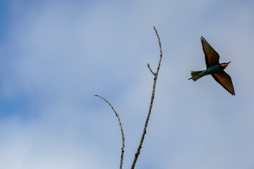(Merops apiaster) in flight in the blue sky.