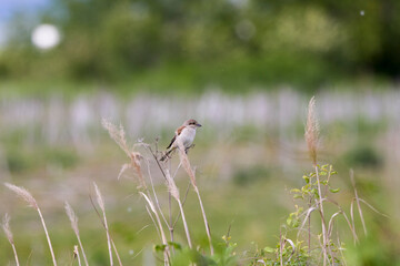 (Lanius collurio) standing on a plant in nature.