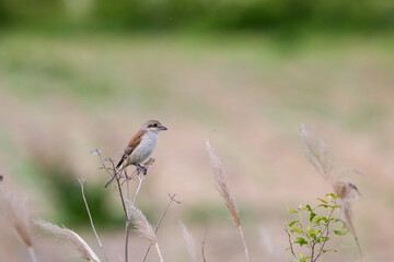 (Lanius collurio) standing on a plant in nature.