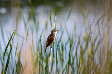 (Acrocephalus arundinaceus) standing on a reed near a lake.