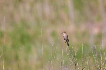 (Lanius collurio) standing on a plant in nature.