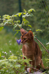Abessinier Katze sitzt im Garten
