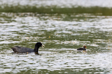 (Fulica atra) with chicks on a lake.