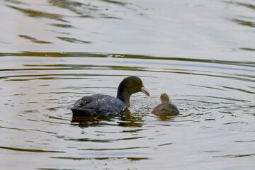 (Fulica atra) with chicks on a lake.