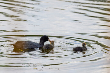 (Fulica atra) with chicks on a lake.