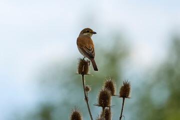 (Lanius collurio) standing on a plant in nature.