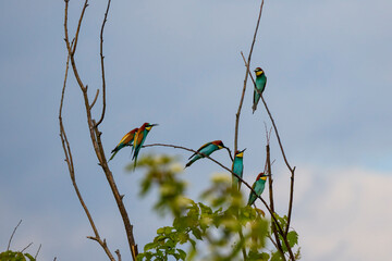 (Merops apiaster) standing on a tree branch